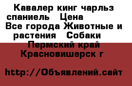 Кавалер кинг чарльз спаниель › Цена ­ 40 000 - Все города Животные и растения » Собаки   . Пермский край,Красновишерск г.